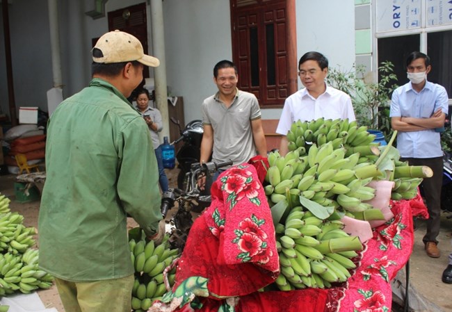 Tín hiệu vui với cây chuối tây ở Sơn La (20/05/2022)